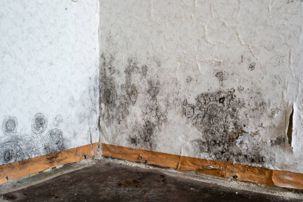 Best Certified Mold Removal  in USA